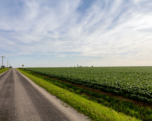Gravel Road With Crops